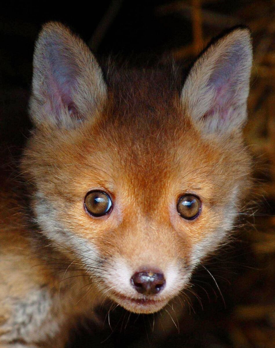 A seven-week old vixen fox cub. Picture: Chris Radburn/PA Wire
