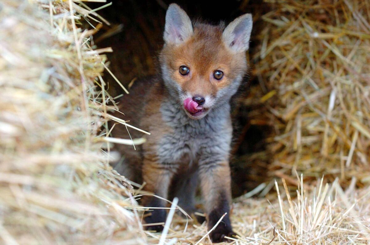 Foxes typically have between 4-5 cubs, born March and mid April. Picture: Chris Radburn/PA Wire