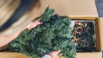 Unpacking the box of Christmas Tree