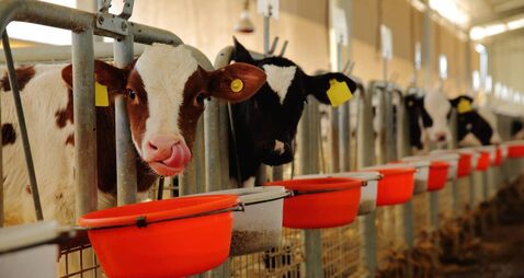 Cow eating in a milk production farm