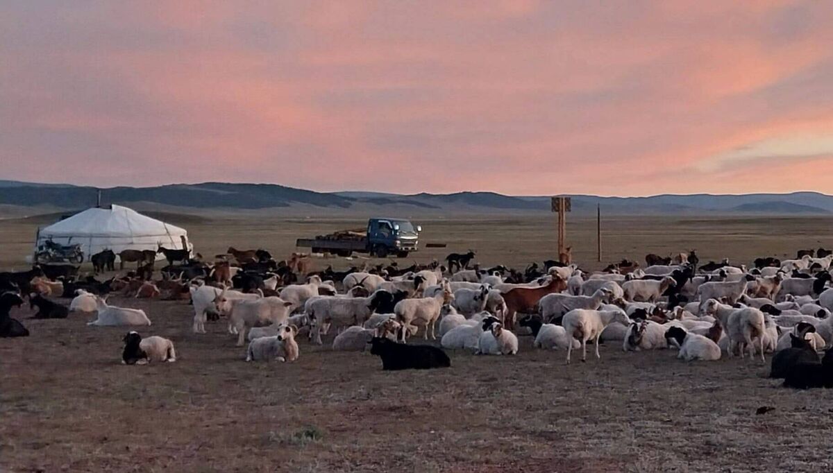 A typical home base set up with the flock kept close to the family yurt at nighttime. 