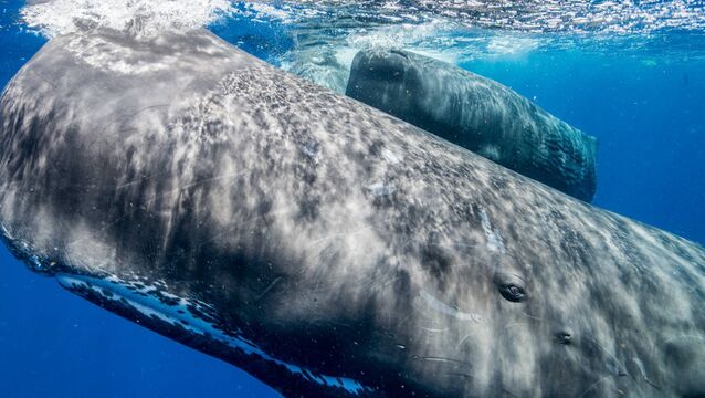 <p> Sperm whales swimming off the coast of Dominica. The marine mammals have a complex communication system that scientists are working to decode. Picture: Amanda Cotton / Project CETI</p>