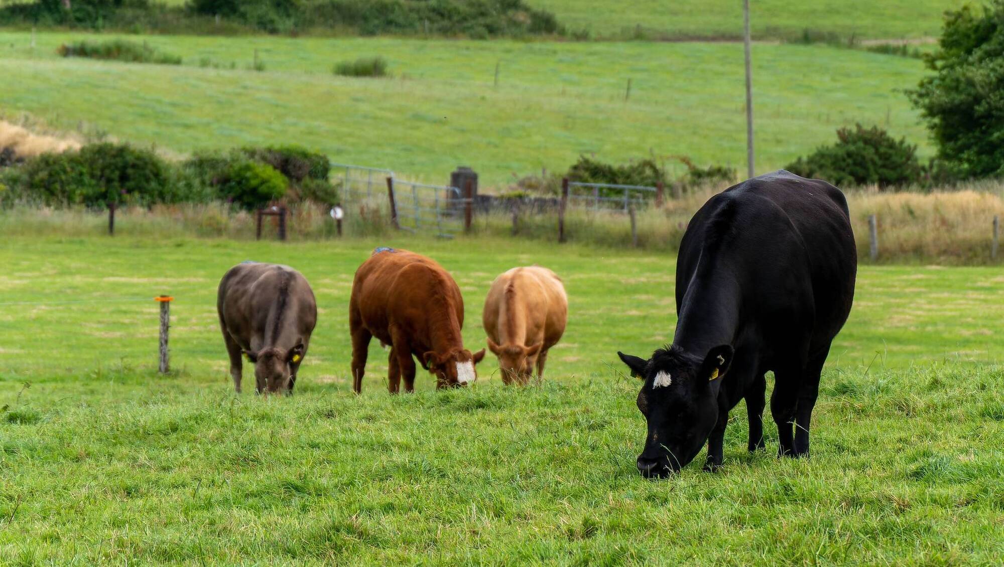 Second Farmed Animal Biosecurity Strategy launched