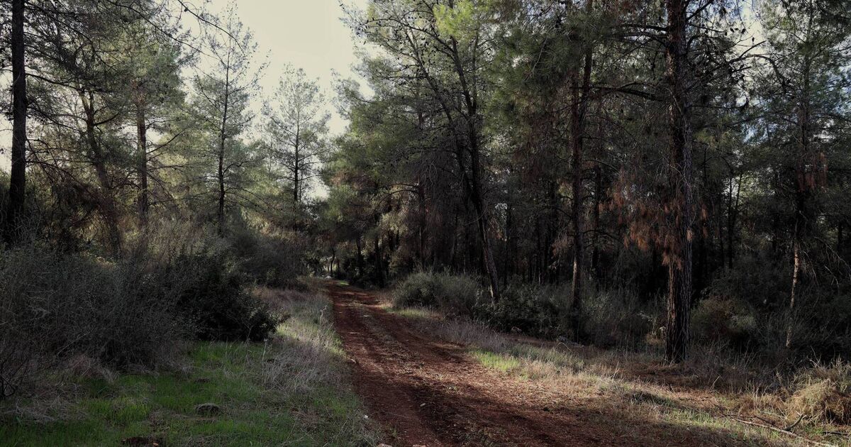 Inside Israel’s forgotten Éamon de Valera forest and a vanished chapter of Irish-Israeli relations