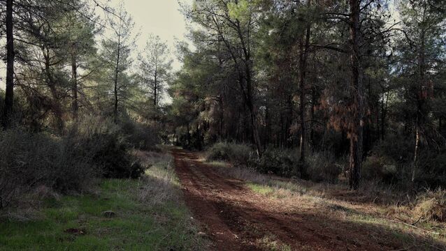 <p>Éamon de Valera Grove in Beit Keshet Forest near the Palestinian town of Kafr Kana in northern Israel.</p>