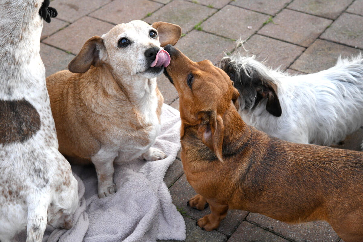 Poha, Mitzy, Peanut, Millie, Minnie and Leo. 