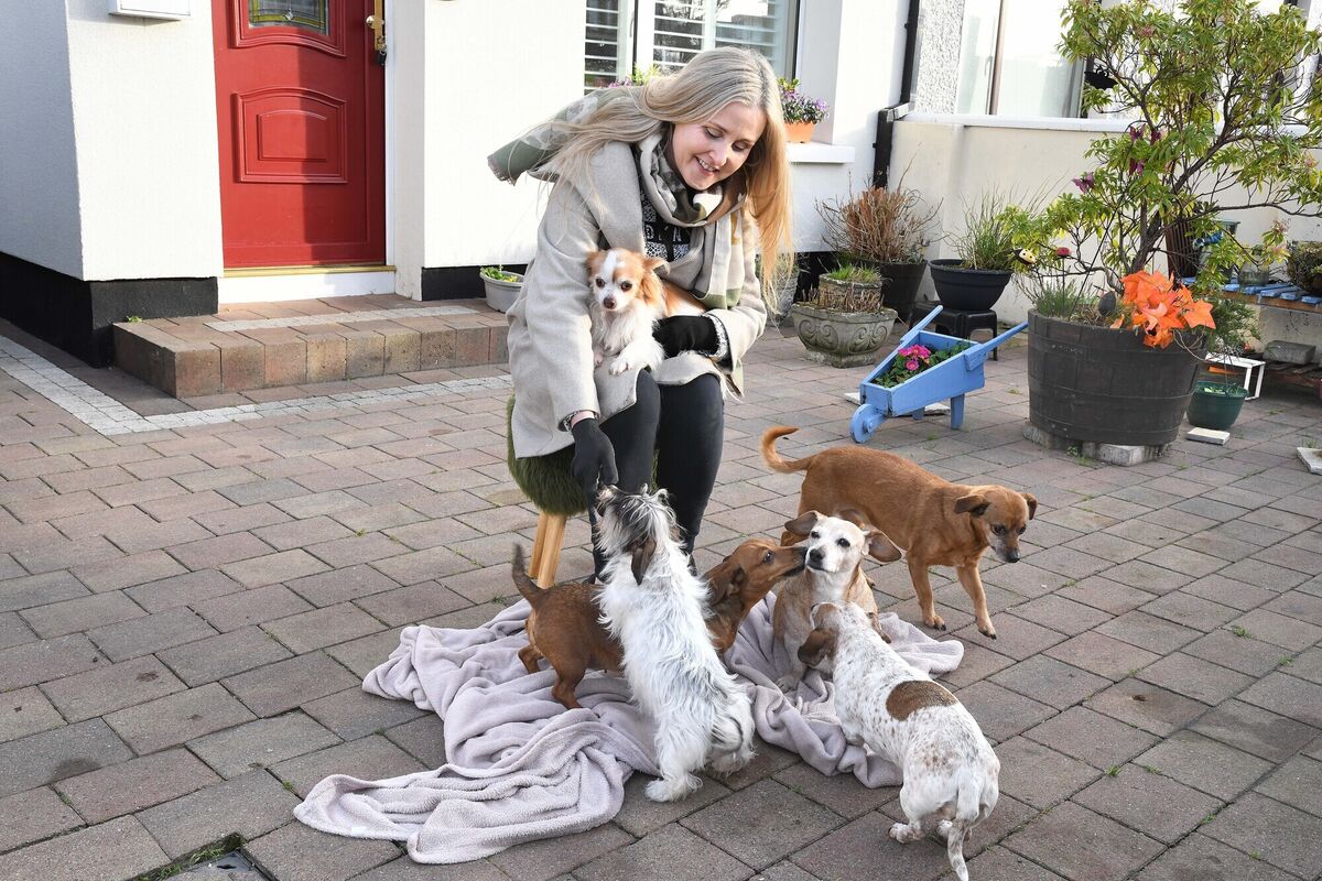  Alison with her six rescue dogs, Poha, Mitzy, Millie, Minnie, Peanut and Leo. 