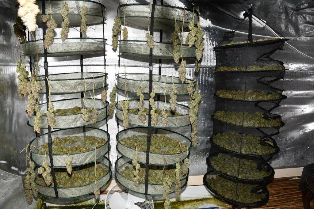 Gardaí found cannabis plants worth around €500,000 and cannabis herb worth an estimated €1.75m