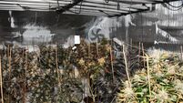 Cannabis plants worth over €2m seized in Westmeath garda operation