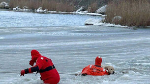 A yellow Labrador was rescued by firefighters (Misquamicut Fire Department via AP)