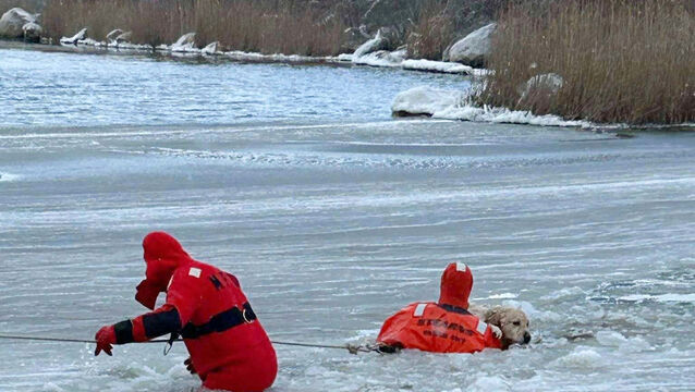 A yellow Labrador was rescued by firefighters (Misquamicut Fire Department via AP)