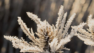 <p>From 6pm on Saturday evening, a low temperature and ice warning for Munster, Carlow, Dublin, Kildare, Kilkenny, Laois, Longford, Meath, Offaly, Westmeath, Wexford, and Wicklow will be in place. File Picture</p> <p>From 6pm on Saturday evening, a low temperature and ice warning for Munster, Carlow, Dublin, Kildare, Kilkenny, Laois, Longford, Meath, Offaly, Westmeath, Wexford, and Wicklow will be in place. File Picture</p>