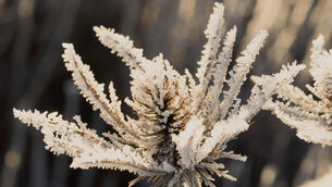 <p>Met Éireann says the cold snap will bring sharp or severe frost and icy stretches, creating dangerous conditions on roads and footpaths</p> <p>Met Éireann says the cold snap will bring sharp or severe frost and icy stretches, creating dangerous conditions on roads and footpaths</p>