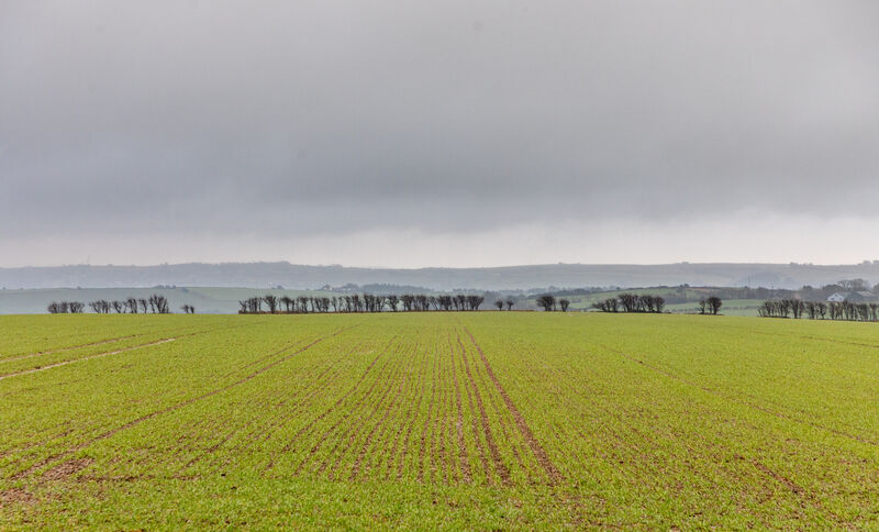 A field of winter oats growing on Martin's farm. 