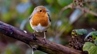 Cold spell brings birds back to our gardens