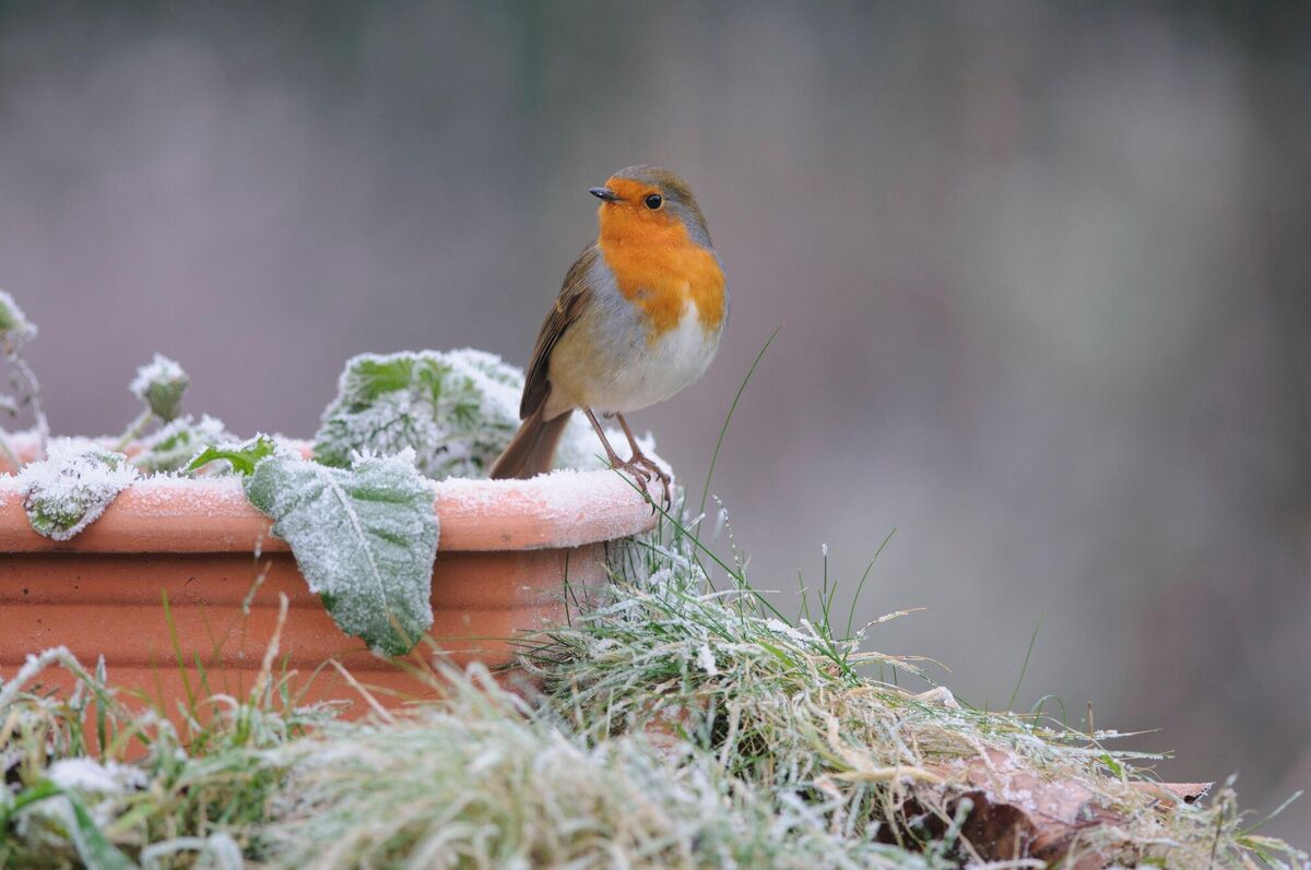European robin (Erithacus rubecula) perched on frosty plant pot European robin (Erithacus rubecula) perched on frosty plant pot