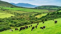 Cows grazing in Ireland