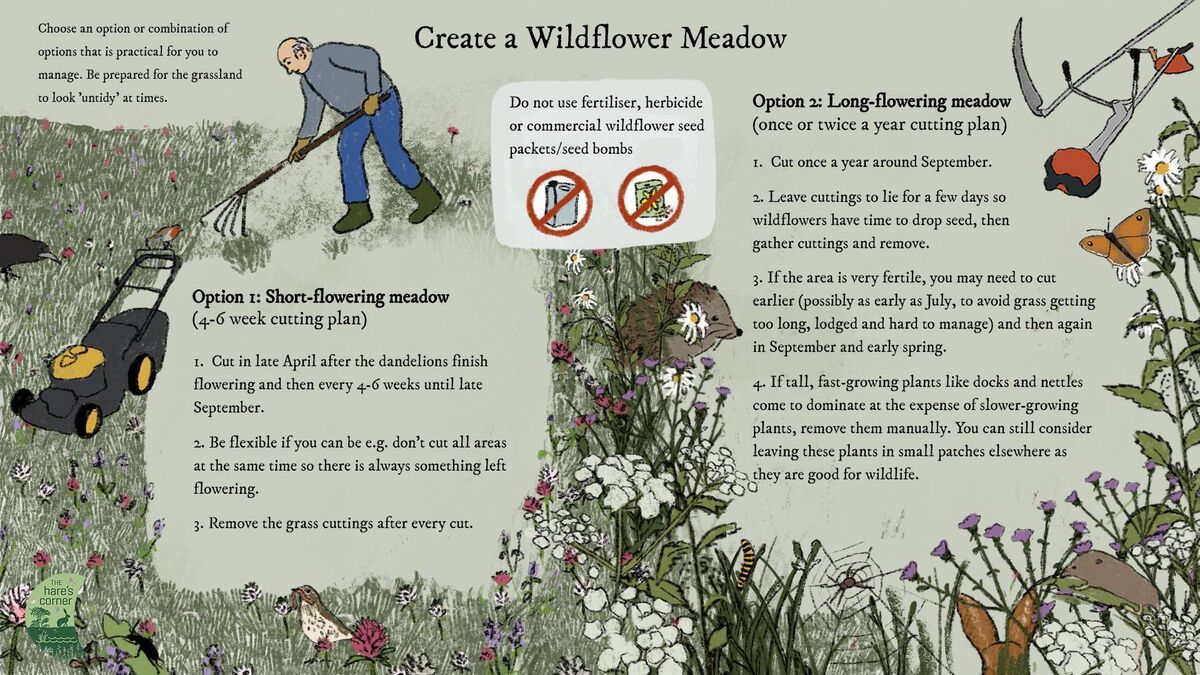 Hare's Corner biodiversity project, how to create a wildflower meadow infographic.