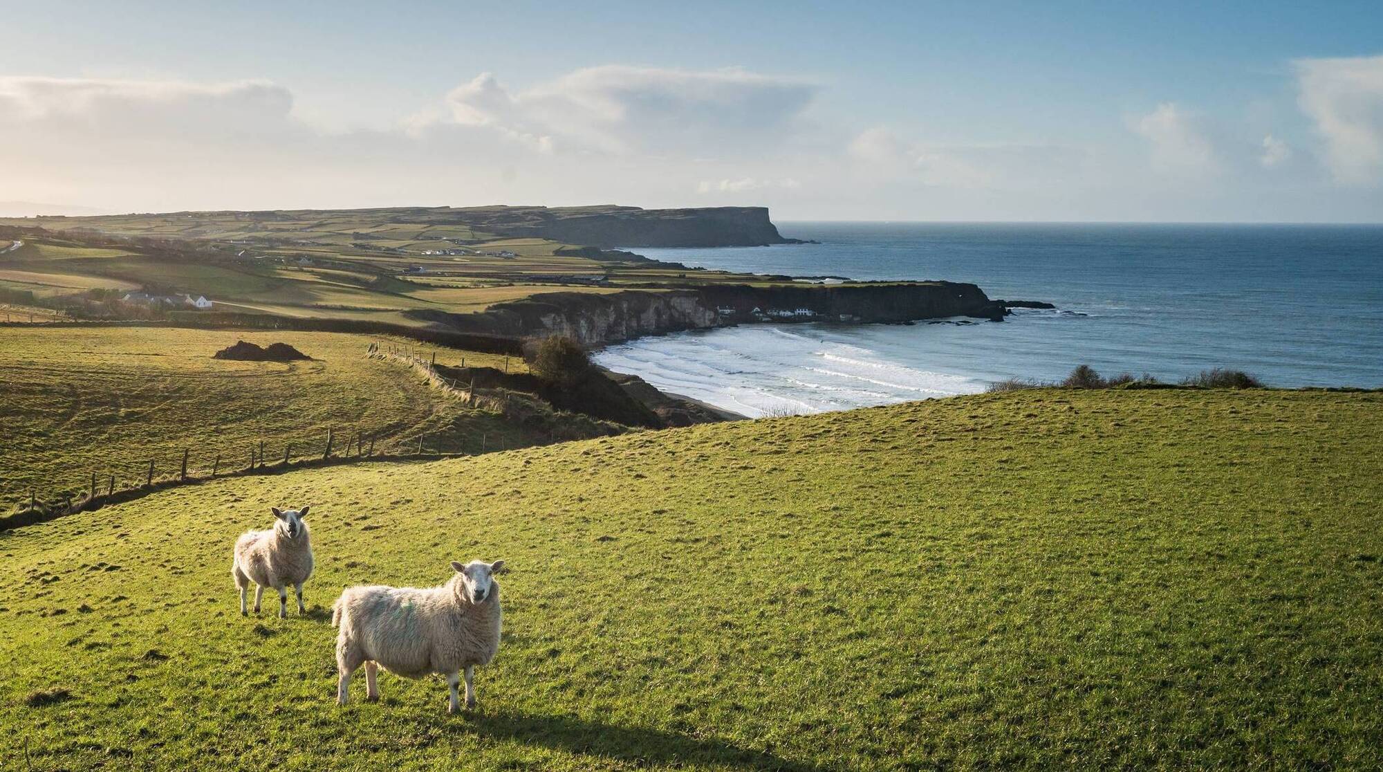 Loss of bluetongue-free status would hit livestock trade