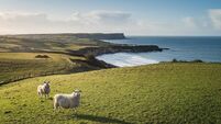 Two sheep standing in field at sunset with sea background and rolling hills