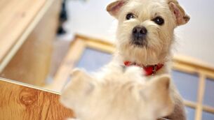 <p>Self-awareness evolved among our animal ancestors and is found in their descendants today. Its presence can be detected using the ‘mirror test’</p> <p>Self-awareness evolved among our animal ancestors and is found in their descendants today. Its presence can be detected using the ‘mirror test’</p>