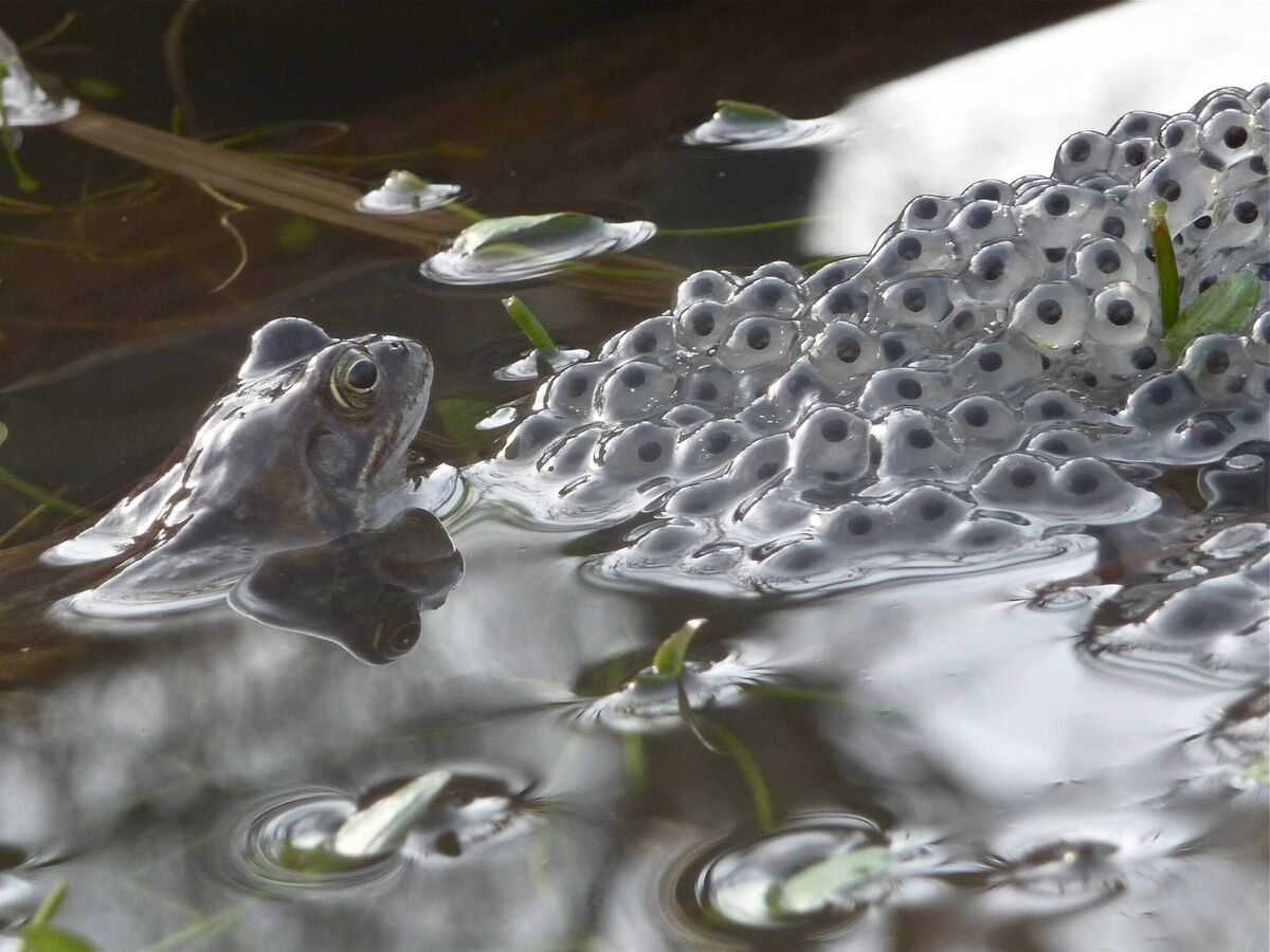 From February, masses of glistening frogspawn begin to appear in ditches, ponds, puddles and lake shores. Picture: Walter Lovell/British Wildlife Photography Awards/PA Wire From February, masses of glistening frogspawn begin to appear in ditches, ponds, puddles and lake shores. Picture: Walter Lovell/British Wildlife Photography Awards/PA Wire