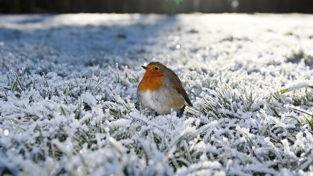 <p>A robin in the frost in the morning sunlight. Picture: Denis Minihane</p>