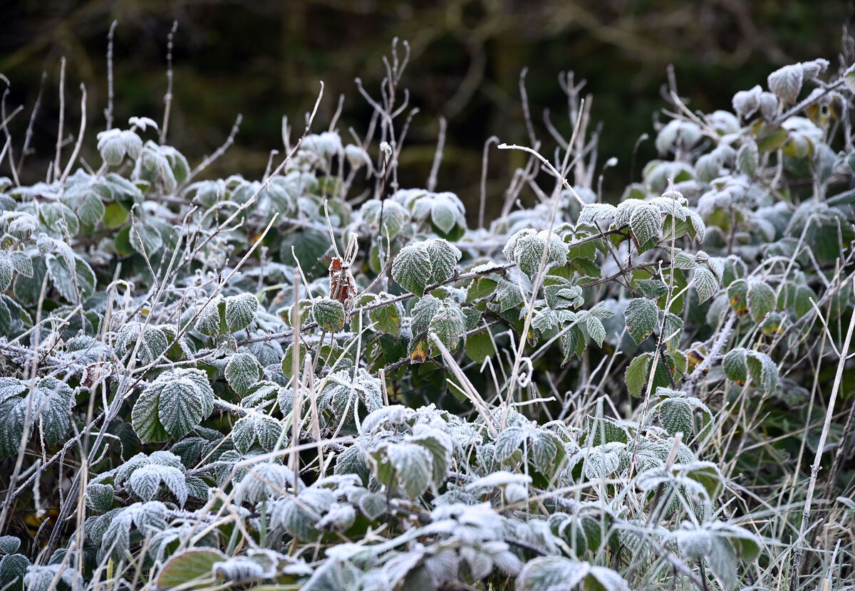 Frost on briars on a cold winter morning in North Cork. Picture: Denis Minihane.