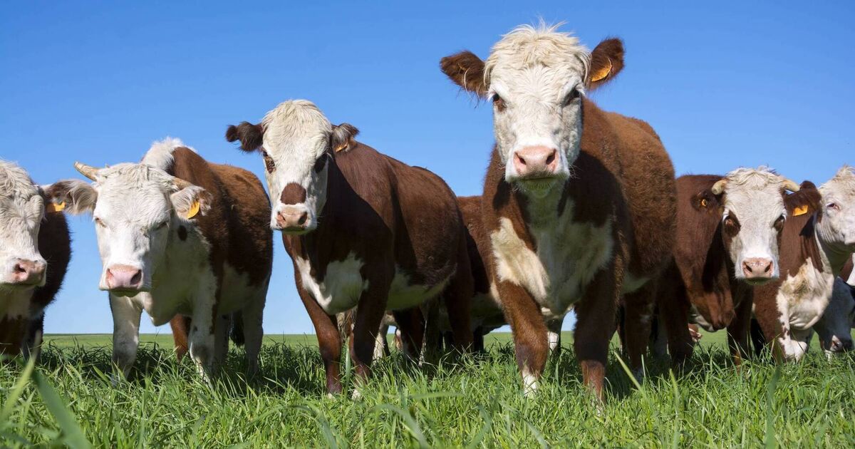 CAP proposals risk hitting productive family farms, say processors