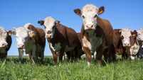 Hereford cattle
