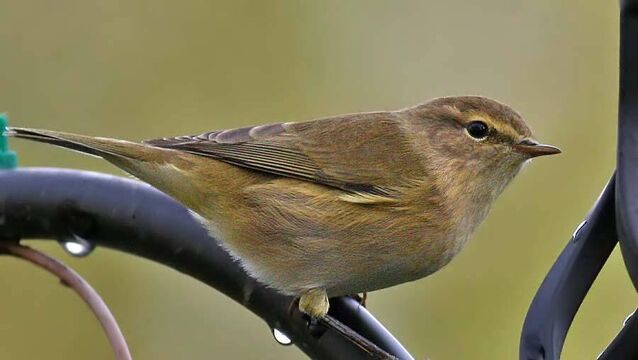 <p>Chiffchaff</p>