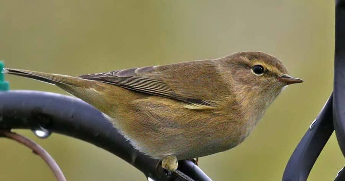 Birds of Ireland: Chiffchaff