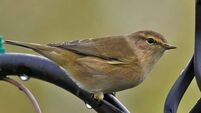 Birds of Ireland: Chiffchaff