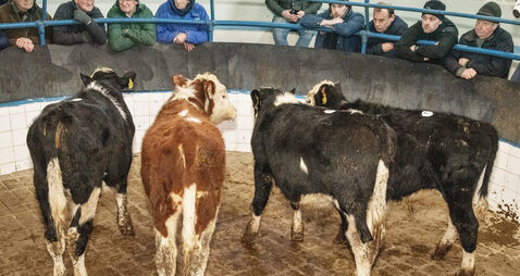 Lighten up: New year, new you at the mart — our Denis's 10 tips for mart success in 2026 Lighten up: New year, new you at the mart — our Denis's 10 tips for mart success in 2026