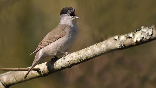 <p>A blackcap's call is a harsh <span class="contextmenu quote">tcek</span> repeated many times if it's alarmed</p>