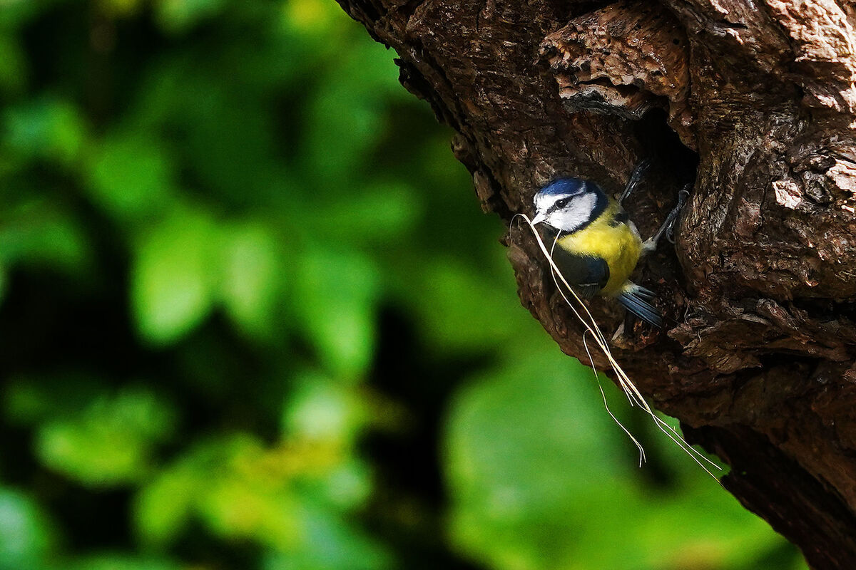 A blue tit enters a hole in a tree on the Dodder River in Dublin during nesting season. Picture: Brian Lawless/PA Wire