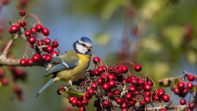<p>Blue tits are a common breeding species found here all year round on woodland, farmland and in gardens.  Picture: iStock</p>