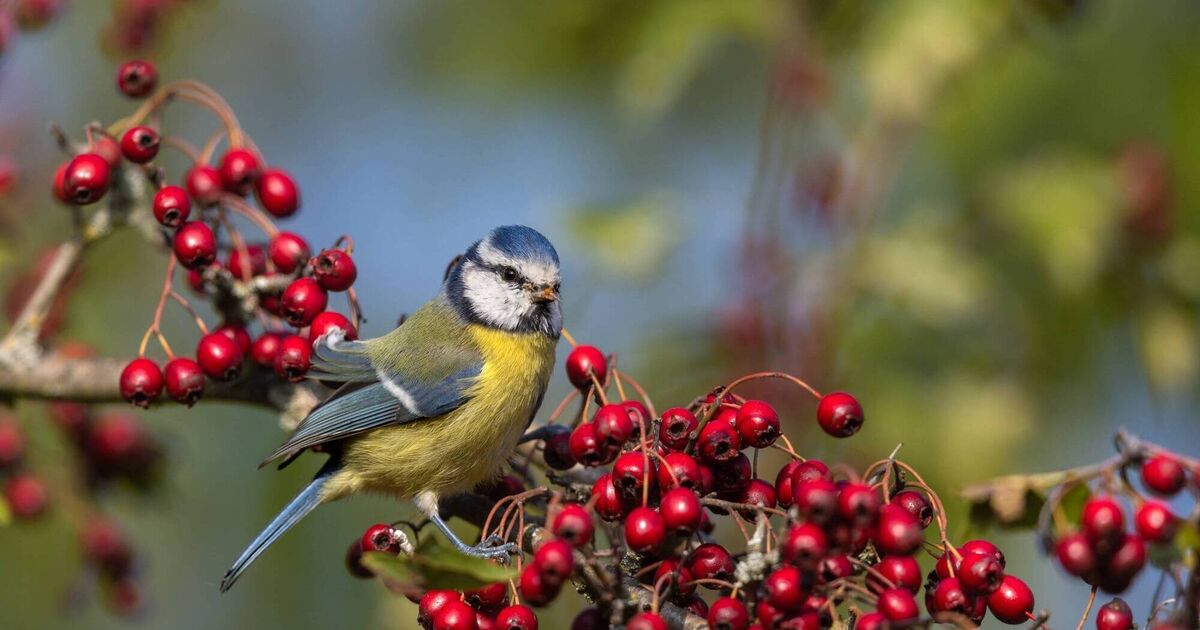 Birds of Ireland: Blue tit