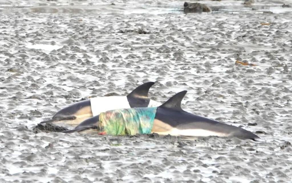 Local kayakers were also on standby to assist with herding the dolphins out once they refloated Local kayakers were also on standby to assist with herding the dolphins out once they refloated
