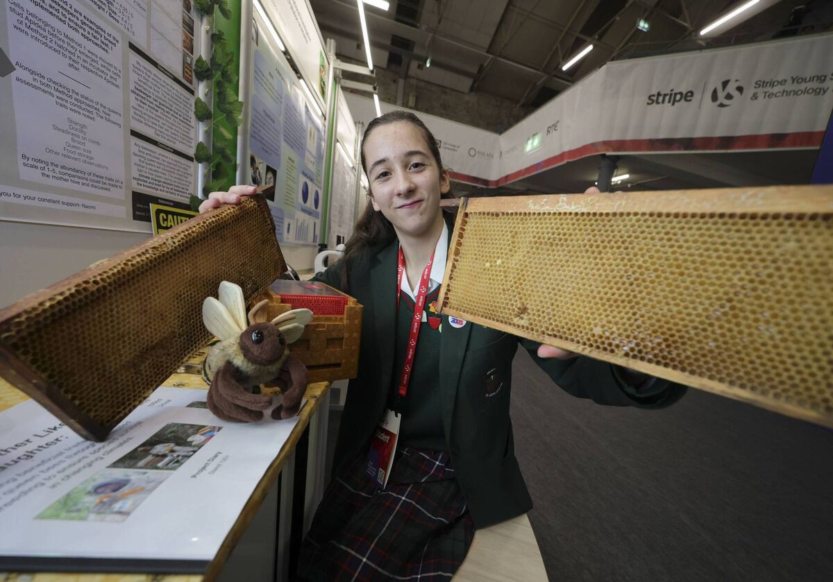Naomi Picovici from St Leo's College in Carlow, with their project, Like Mother Like Daughter: Pursuing beneficial traits of native Irish queen bees through controlled breeding to ensure species survival in changing climates. Picture: Chris Bellew / Fennell Photography Naomi Picovici from St Leo's College in Carlow, with their project, Like Mother Like Daughter: Pursuing beneficial traits of native Irish queen bees through controlled breeding to ensure species survival in changing climates. Picture: Chris Bellew / Fennell Photography