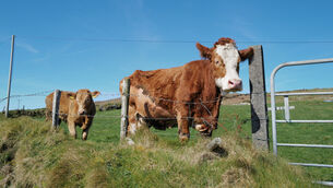 <p>Despite the Irish opposition, the Mercosur deal is expected to pass a vote in the European Union on Friday. File picture: Dan Linehan</p>