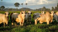 Cattle grazing on deforested pasture on a farm in the Amazon rainforest at dusk. Concept of agriculture, environment, ecology, l