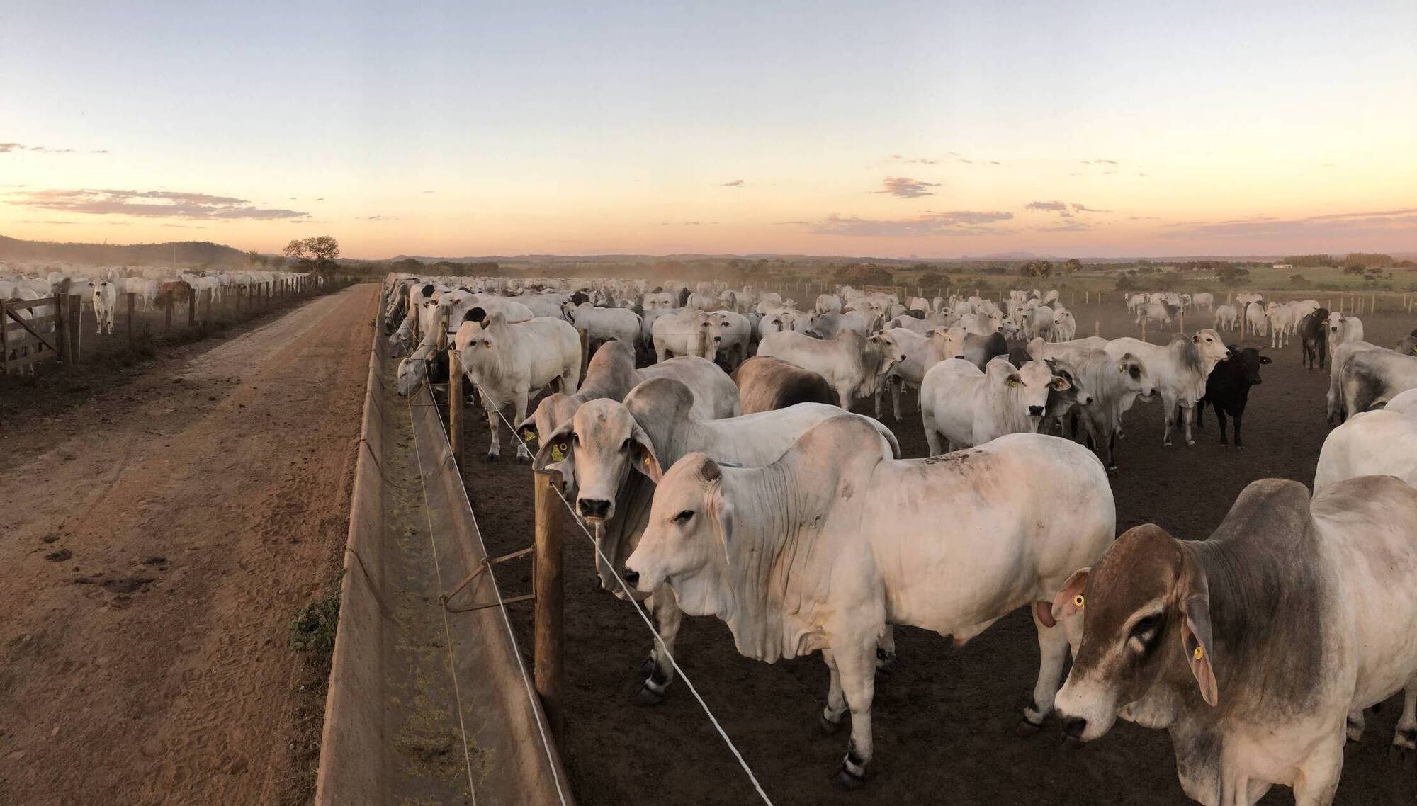 Farming organisations welcome Government decision to oppose Mercosur