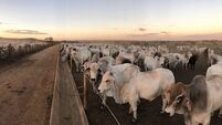 feedlot intensive production system beef cattle
