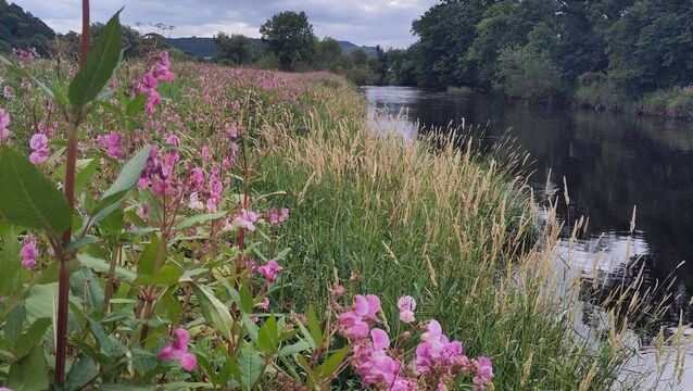 <p>Flowering Himalayan balsam along a riverbank.</p>