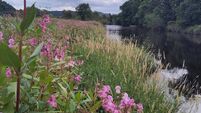 New research reveals damaging effects of Himalayan balsam