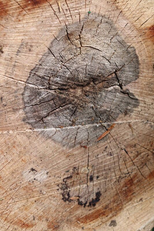 "The heart of the garden, and my old friend and comforter, was gone"