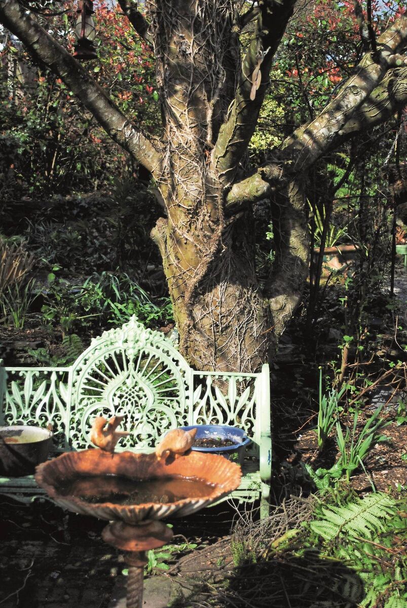"On very warm days when it was too hot to sit out in the sun, she provided cooling shade. The table beneath her was the location for solo teas, family gatherings, and entertaining visitors."