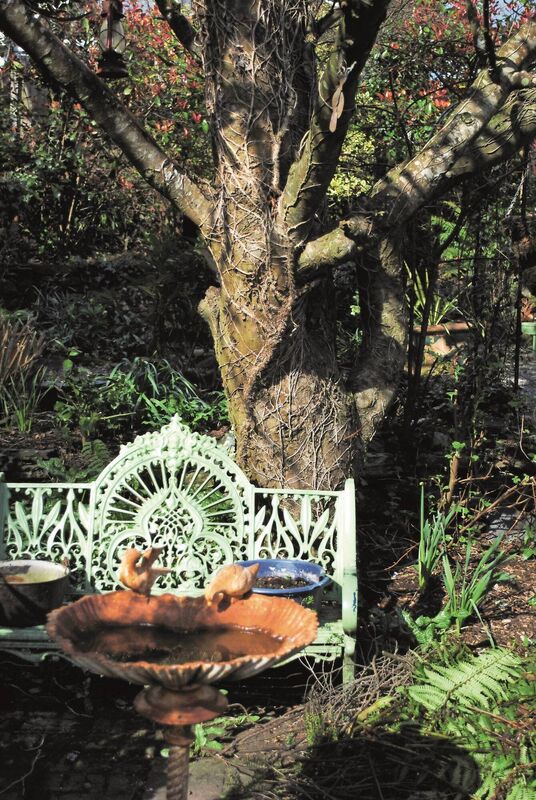 "On very warm days when it was too hot to sit out in the sun, she provided cooling shade. The table beneath her was the location for solo teas, family gatherings, and entertaining visitors."