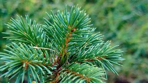 <p>'Sitka spruce has been planted extensively on peatlands, floodplains, and wet ground. These places were not empty or useless. They absorbed water, stored carbon, and supported wildlife.' Stock picture</p> <p>'Sitka spruce has been planted extensively on peatlands, floodplains, and wet ground. These places were not empty or useless. They absorbed water, stored carbon, and supported wildlife.' Stock picture</p>